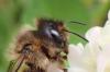 Osmia (emarginata-mustelina)